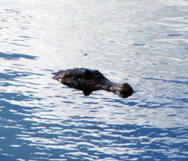 Аллигатор в озере Конопойма.