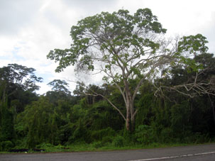 Растительность вдоль дороги от Пуэрто-Франсес до Игероте.