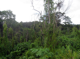 Растительность вдоль дороги от Пуэрто-Франсес до Игероте.