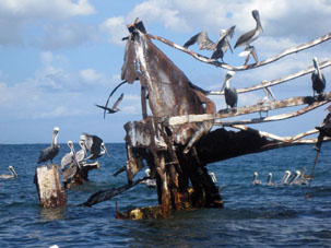 Корабль облюбовали пеликаны, использовавшие его в качестве насеста.