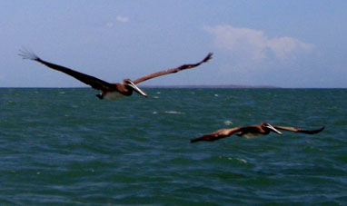 Пеликаны здесь достаточно смелые и их можно было рассмотреть достаточно близко.