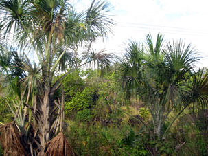 Среди гранитных глыб росла трава и пальмы.