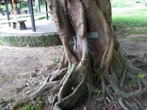 Кузнечик на дереве с досковидными корнями.