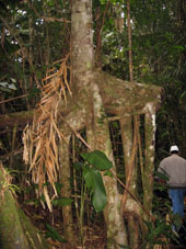 Вот такие корни бывают у амазонских деревьев.