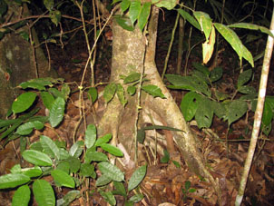 Ходульные корни тропического дерева.