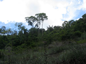 Вокруг Тобогана произрастают леса и дикая растительность вновь занимает земли, используемые колонией под плантации.