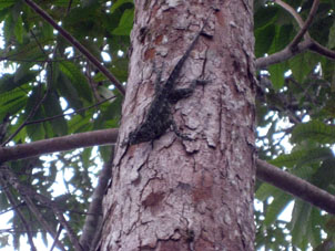 Геккон на дереве.