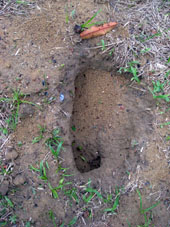 Тропа муравьёв-листорезов приводит в муравейник.