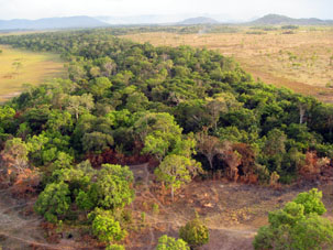 Лес вдоль речки, притока Ориноко на северо-восточной окраине Амасонаса.