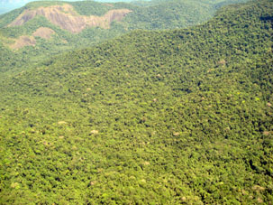 Под винтом вертолёта о чём-то поёт зелёное море амазонской сельвы.