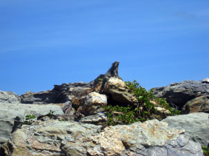Игуана на берегу.