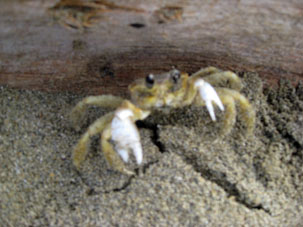 Песчаные крабы на Карибах живут на суше, но около воды.