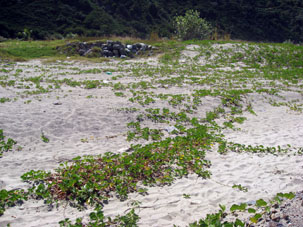 Береговая растительность длинными усиками протянулась по песку, периодически выпуская корни.
