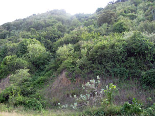 Растительность на горных склонах, примыкающих к берегу.