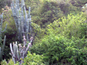 На горных склонах Варгаса, обращённых к море (то есть наветренных) растут кактусы, а на противоположных склонах (то есть подветренных), видимых со стороны Каракаса произрастает совсем другая растительность.