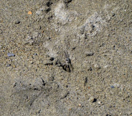 Краб, обустраивающий свою норку из песка на сухой части пляжа Лос Каракас.
