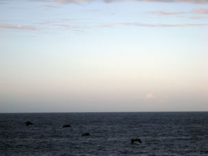 Полёт пеликанов над Карибским морем.
