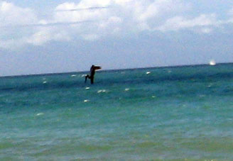 Пеликан ловит рыбу в Карибском море в районе Найгуата (штат Варгас).