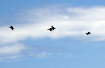 Пеликан, летящие над Карибским морем в районе Найгуата (штат Варгас).