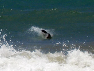 Пеликан ловит рыбу в Карибском море в районе Найгуата (штат Варгас).