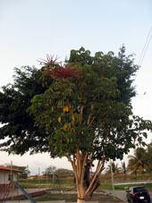 Дерево на территории армейской лётной школы в Сан-Фелипе.
