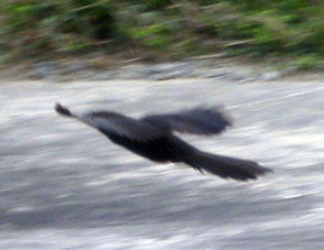 Чёрная птица на аэродроме в Сан-Фелипе.