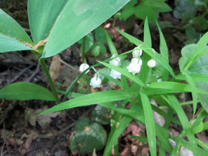 Muguete (convalaria) - flor de la primavera tardía - en el parque forestal Bitsa en Moscú.