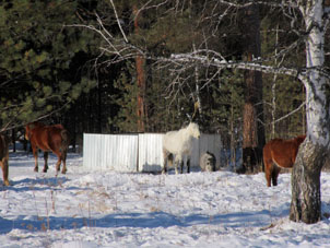 Los caballos jakases están muy bien adaptados para la vida en las condiciones de esta región siberiana.