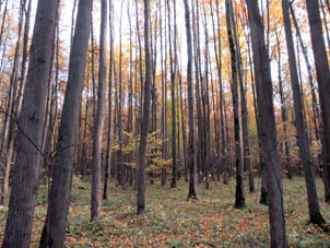 Bosque foliado en la segunda mitad del octubre de 2018.