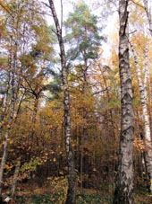 Los pinos se destacan con su color verde.