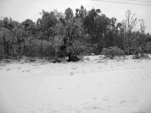 A veces en un invierno, ocurre tiempo tibio, luego llega frío y el agua de la nieve fundida se congela nuevamente formando así un especie de capa de hielo sobre árboles, caminos y las otras superficies.