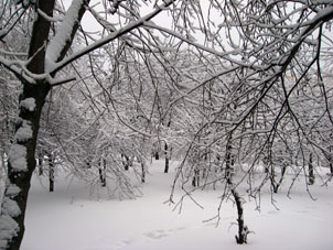 La nieve nueva cubre tal corteza de hielo sobre los árboles en Schérbinka en la ciudad de Moscú.