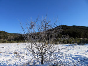 Manzano salvaje en el valle Bábik.