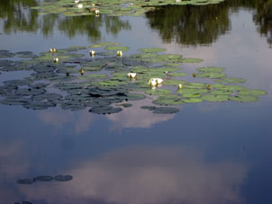 Nenúfar blanco en un estanque del parque Kuzminki en Moscú.