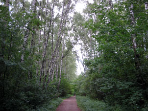 Bosque foliado (abedules y arces) en el parque forestal Kuskovo en Moscú.