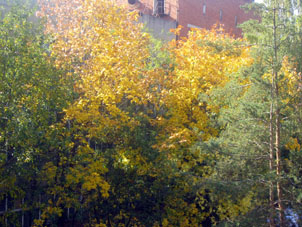 hojas amarillas de arce en la provincia de Moscú en septiembre.