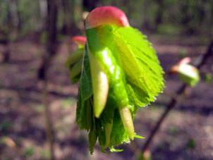 Así de los brotes en la primavera aparecen las hojas.