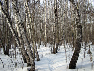 Los abedules, como árboles foliados, no tienes sus hojas en invierno estando hasta la primavera como muertos o durmientes.