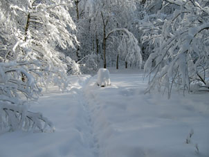 Sendero en el bosque en Moscú. Así es la nieve de febrero.