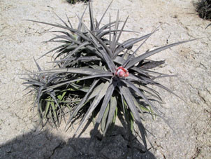 Цветы пустыни. Корни этих растений не углубляются в песок, с стелятся по поверхности.