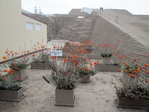Цветы эпидендра у подножья пирамиды Уака Уальямарка в Сан Исидро в Лиме.