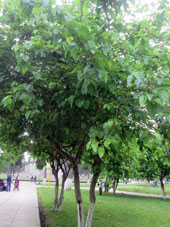 Плодовое дерево в парке.