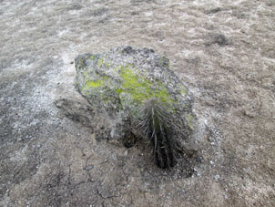 Кактусы обычно росли там, где были камни.