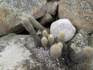 Среди камней произрастали кактусы.