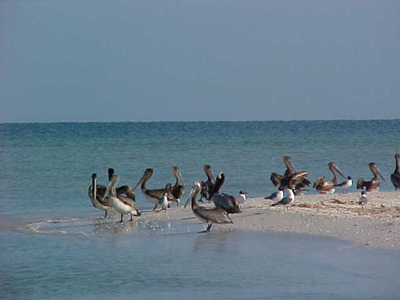 Пеликаны на морском побережье