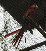 Попугай ара