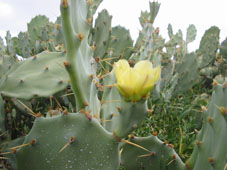 В начале сезона дождей расцветают кактусы на солончаках Прогресо