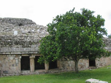 Сейба (ящче), священное дерево майя, в древнем городе Кабахе