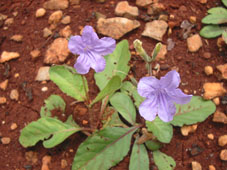 Цветок в археологической зоне Щ'Лапак, на юге штата в центре полуострова.