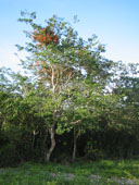 В сезон дождей у многих деревьев одновременно с цветами вырастает новая листва. Дзибильчальтун 29 июля 2006 года.